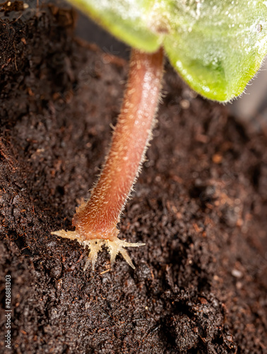 Leaf petiole cutting of African violet (Saintpaulia hybrida) rooted in the water