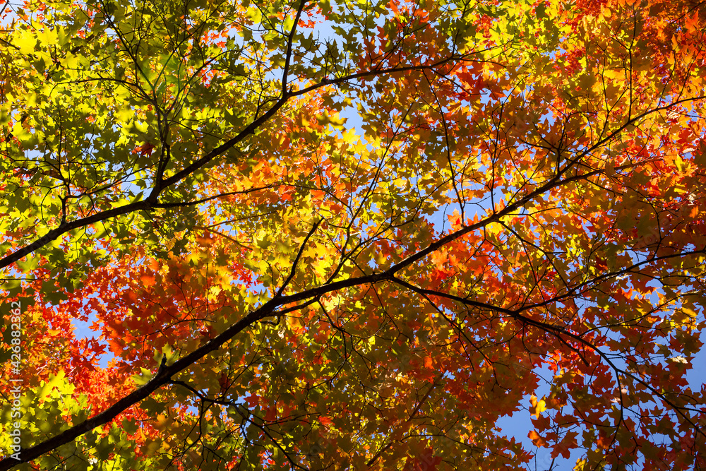 Beautiful, vibrant, colorful maple leaves in autumn
Beautiful, vibrant, colorful maple leaves in autumn