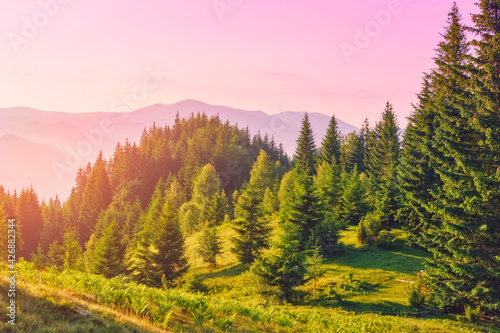 Wonderful sunset in the mountains. Green meadow with pines. Colorful landscape.