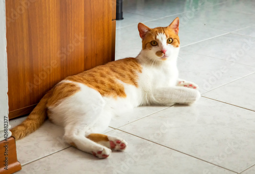 Cat laying on the floor