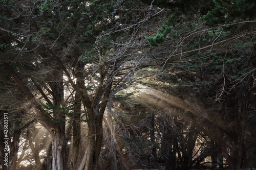 Rays of sunshine through cypress tree branches on the California coast