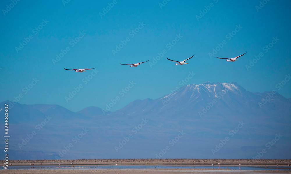 Flamingos in the atacama desert
