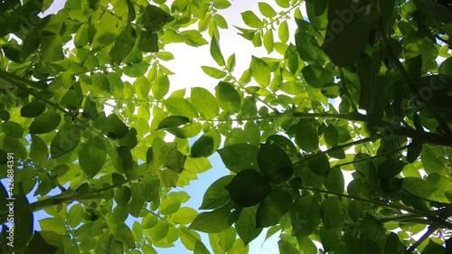 Potato bushes in field. Sky view. Potato forest and plant crowns