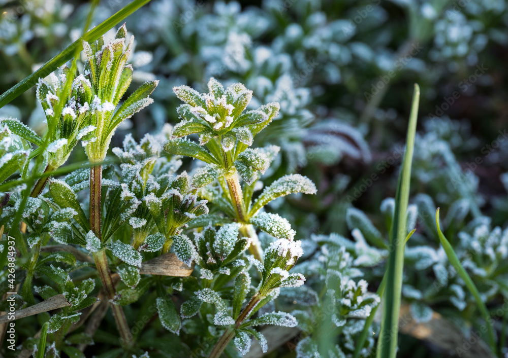 Plants with frozen frost. Beautiful abstract frozen microcosmos pattern. Freezing weather frost action in nature. Floral backdrop. Plants with frozen frost. Beautiful abstract frozen microcosmos pattern. Freezing weather frost action in nature. Floral backdrop.