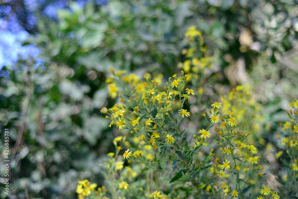 beautiful yellow meadow of wild flowers
beautiful yellow meadow of wild flowers