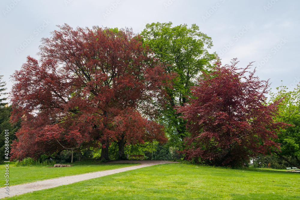 Beautiful trees in Ritter Park in Zurich, Switzerland