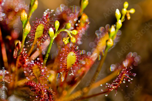  Round-leaved sundew (Drosera rotundifolia), carnivorous insect-eating plant, flora concrpto, selective focus 