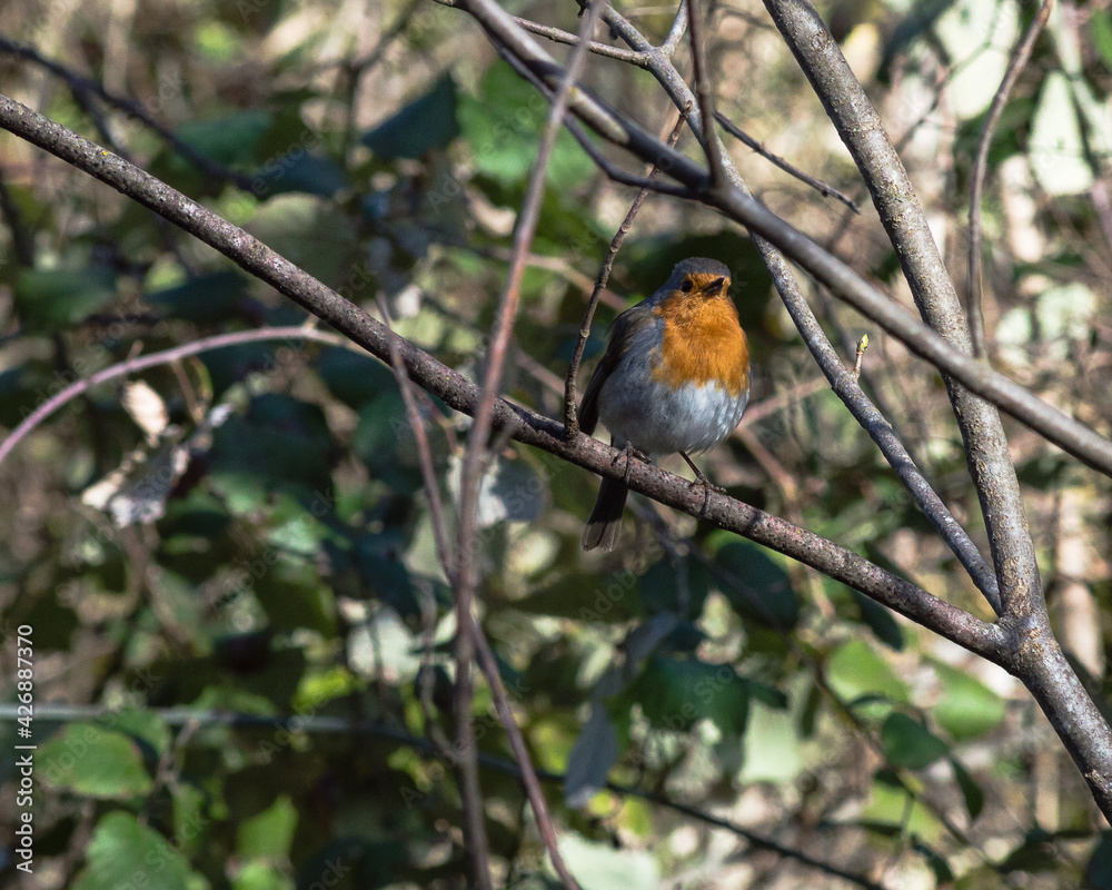 robin on a branch robin on a branch