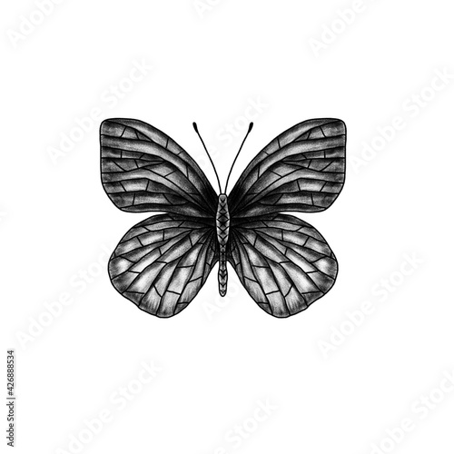 isolated image of a butterfly on a white background. Bitmap illustration, digital imitation of a pencil. Design for wallpaper, fabrics, textiles. Illustration for packaging, stickers.  © NiaChi