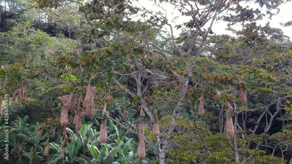 An awesome tree full of nests of black oropéndolas An awesome tree full of nests of black oropéndolas