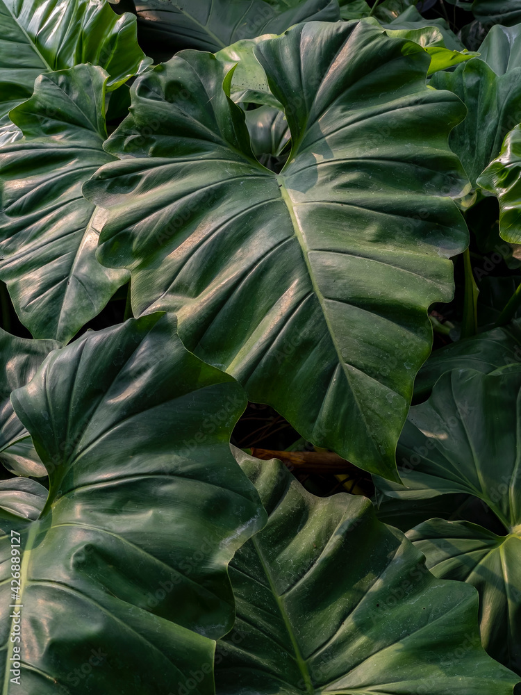 Obraz premium Natural philodendron gloriosum, a plant that has heart-shaped leaves with clear leaf veins.