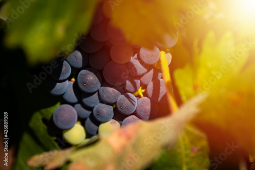 Detail of a bunch of grapes in a vineyard in a summer day, in Alentejo, Portugal