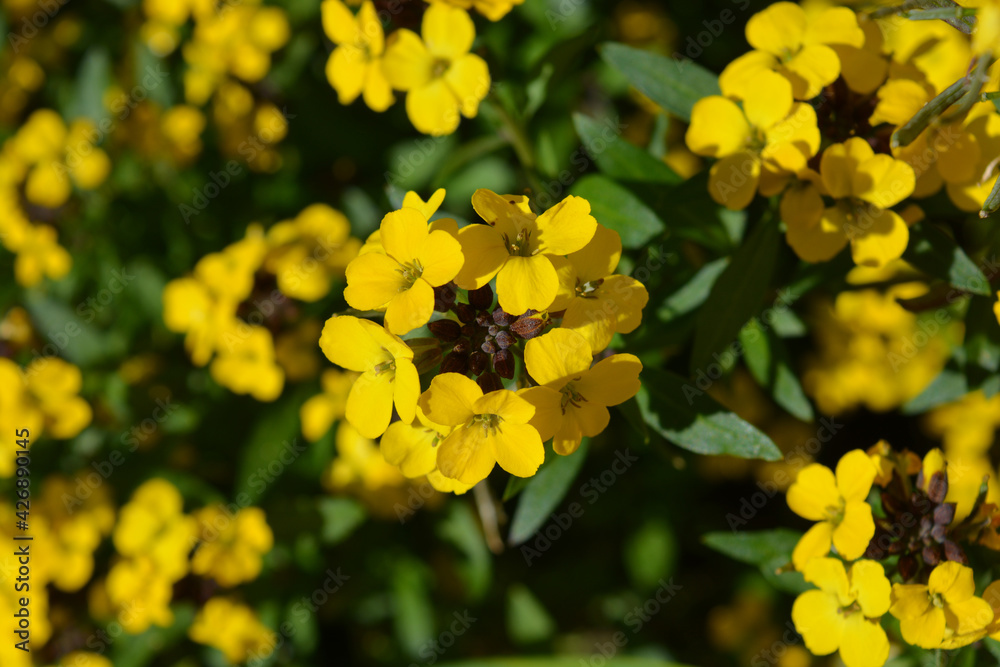 Yellow wallflowers Yellow wallflowers