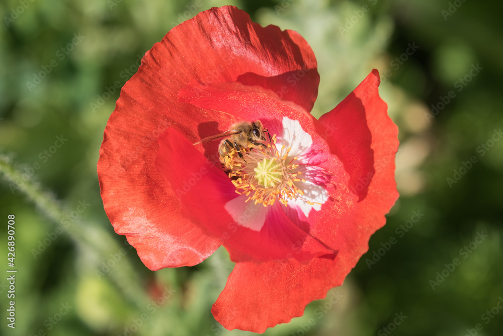 Bee on a Red Poppy