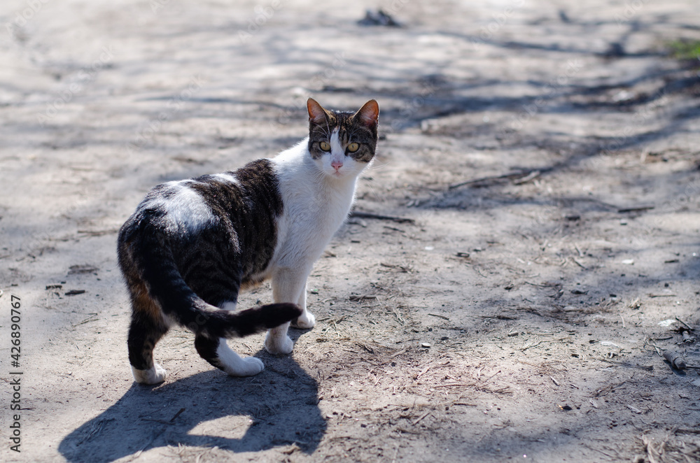 The street cat is walking. Yard, stray cat. Abandoned pet. Spotted cat in the spring.