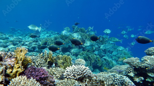 Beautiful fish on the Red Sea reef. © Vitalii6447