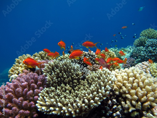 Sea Goldie. The most common antias in the Red Sea. Divers see him in huge flocks on the slopes of coral reefs. photo