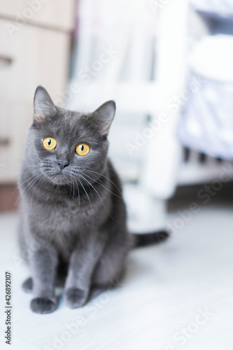 Fototapeta Naklejka Na Ścianę i Meble -  british shorthair cat looks directly into the camera, sits in the home room