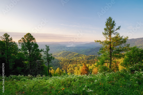 Mountain forest valley during dawn sky and trees with lush greenery flowering bushes grass, view from the top of the mountain in Belokurikha in Altai
