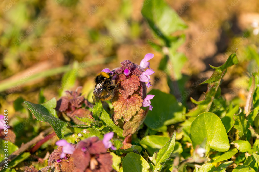 Wiesen bieten Insekten wie Hummeln ein vielfältiges Nahrungsangebot. Die Hummel sammelt den Nektar unter anderem, um daraus Honig für ihre Kolonie herzustellen. Wiesen bieten Insekten wie Hummeln ein vielfältiges Nahrungsangebot. Die Hummel sammelt den Nektar unter anderem, um daraus Honig für ihre Kolonie herzustellen.