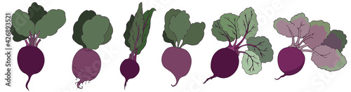 Set of vegetables, beets in color. Isolated objects on a white background, vector illustration. Summer season