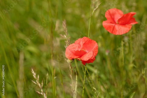 Close up two red poppy flowers and green blurred background