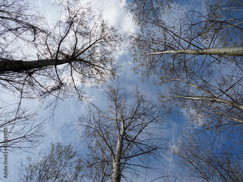 View from below into treetops on a sunny and cloudless day in spring