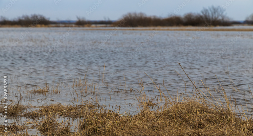 Landscape with a flooded field. On a cloudy day with a grey spring sky. The river is overflowing. Dry grass sticks out of the water.