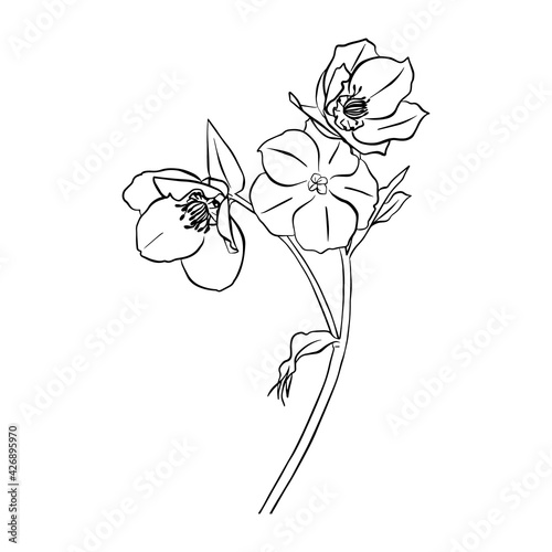 Vector illustration of a hellebore flower. Doodle style.