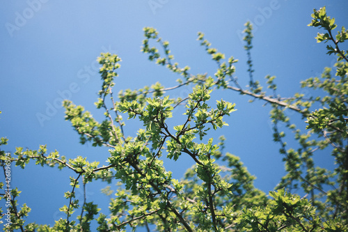 blossoming branch of a tree