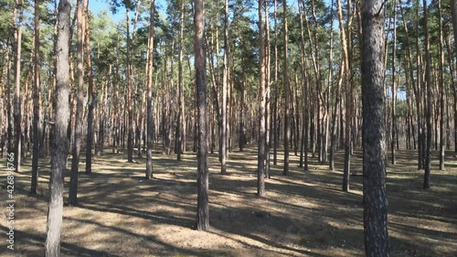 Pine forest early spring