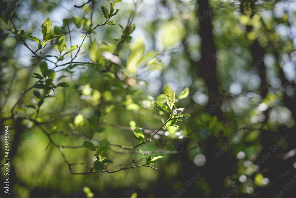 green leaves on the tree