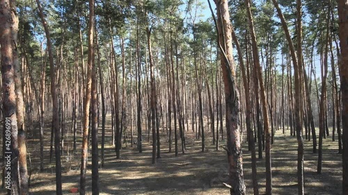 Pine forest early spring
