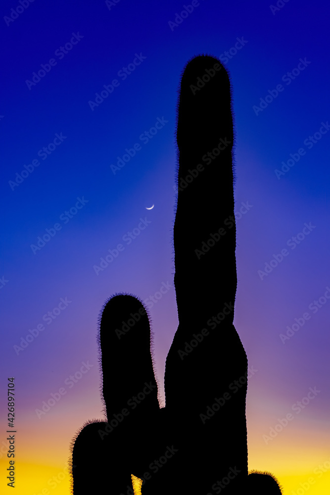 saguaro cactus with moon at sunset