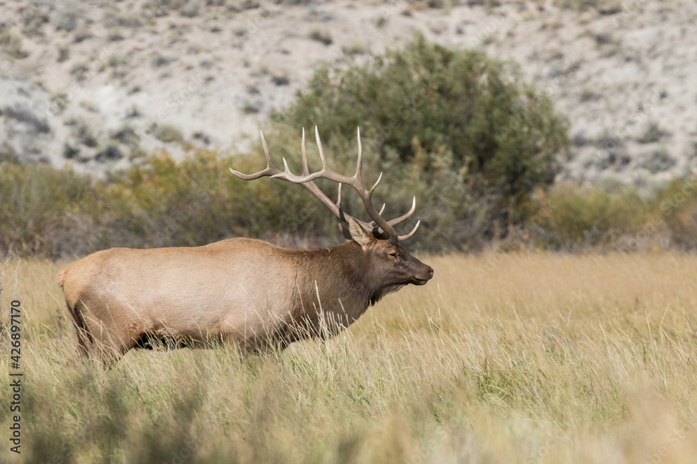 Bull Elk in Idaho