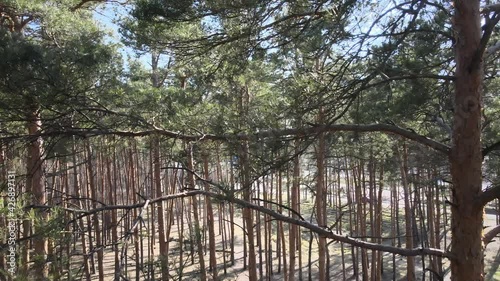 Pine forest early spring