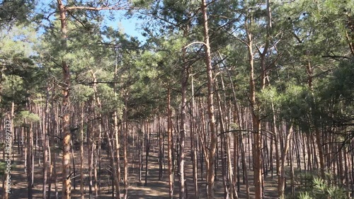 Pine forest early spring