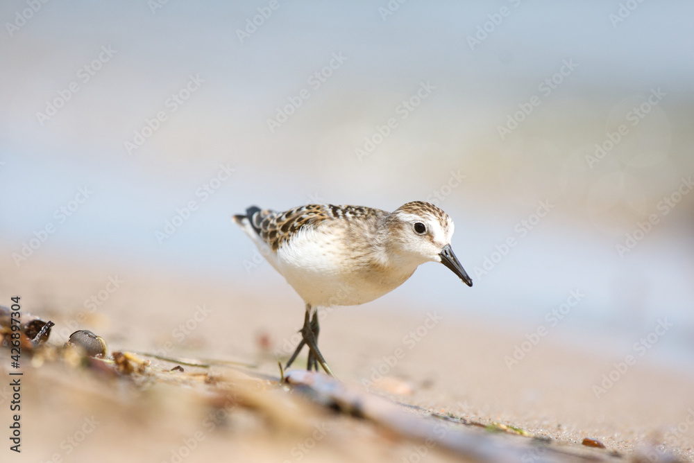 A small sanderling bird foraging on a sandy beach on a bright sunny day A small sanderling bird foraging on a sandy beach on a bright sunny day
