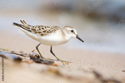 A small sanderling bird foraging on a sandy beach on a bright sunny day 
