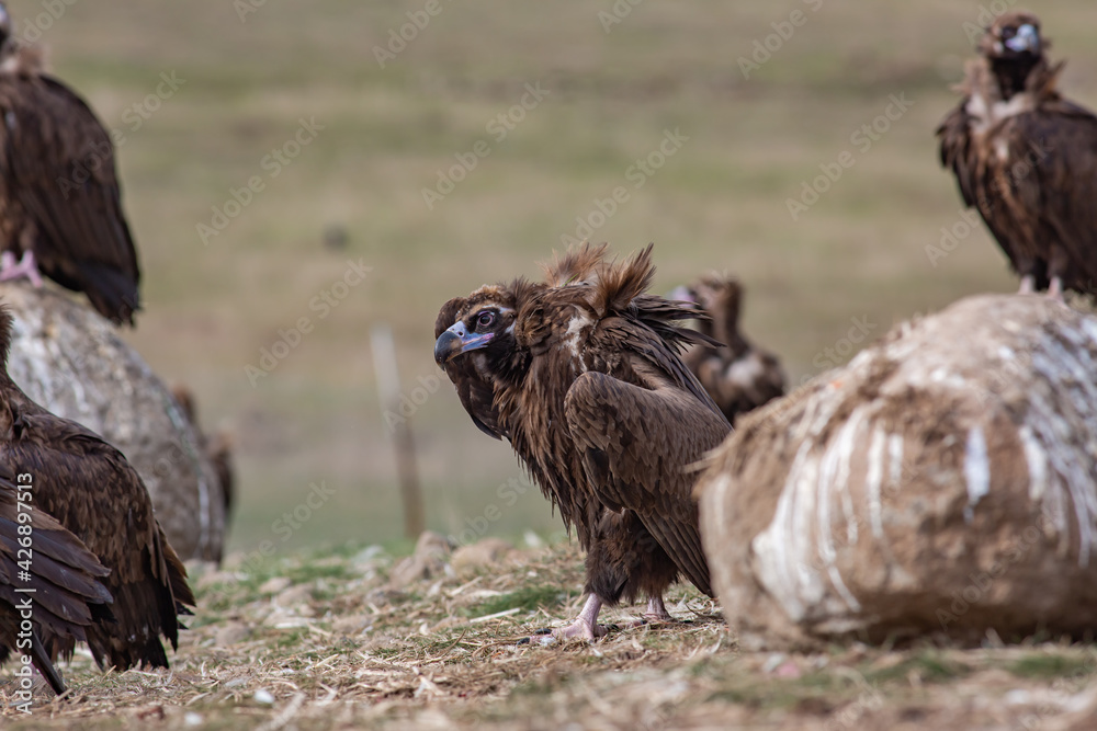 Cinereous Vulture, (Aegypius monachus) in a group natural habitat. Wild life. Cinereous Vulture, (Aegypius monachus) in a group natural habitat. Wild life.