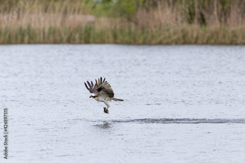 An osprey have catched a fish and take off from the water