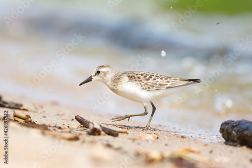 Photography A small sanderling bird foraging on a sandy beach on a bright sunny day
