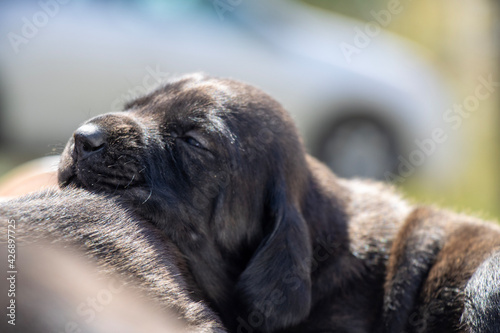 Fényképezés portrait of a puppy