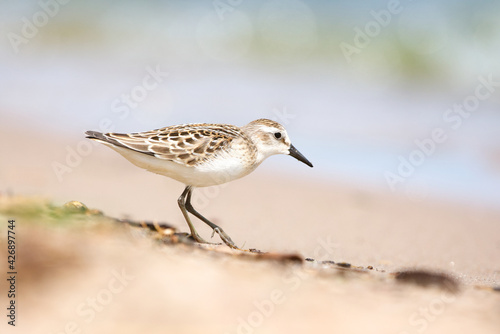 A small sanderling bird foraging on a sandy beach on a bright sunny day 