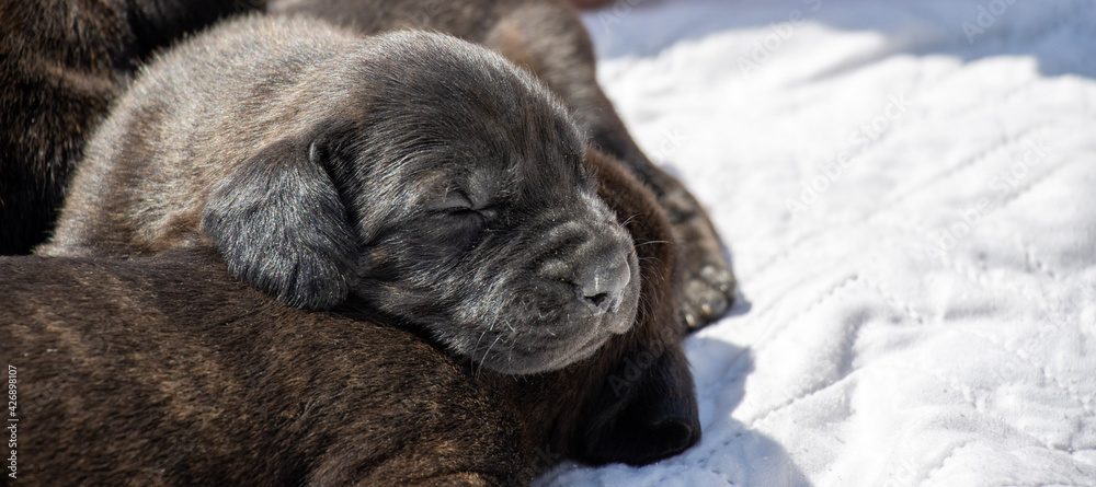 puppies in the snow