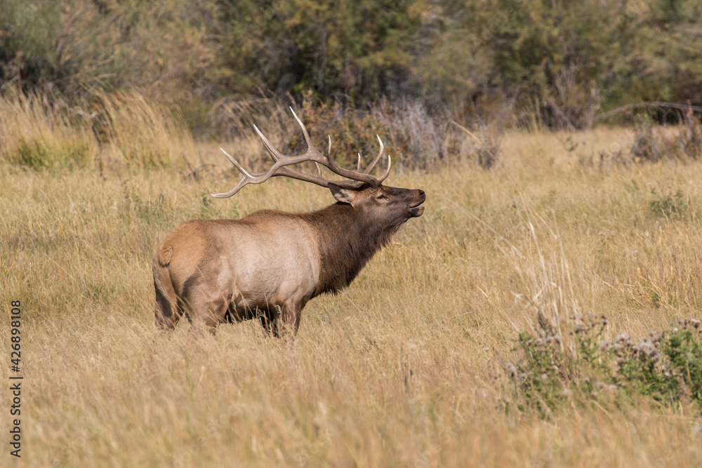 Bull Elk in Rut