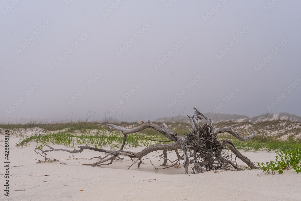 Dead tree in the sand dunes with foggy background along the Gulf of Mexico in Gulf Shores, Alabama, USA