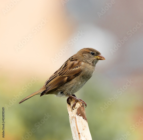 sparrow Birds with their families standing on the branches and feeding their young chicks of various kinds 