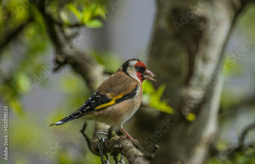 Goldfinch - Carduelis carduelis © Tony Martin Long
