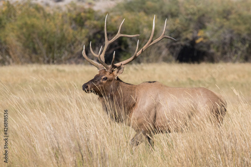 Bull Elk in Idaho